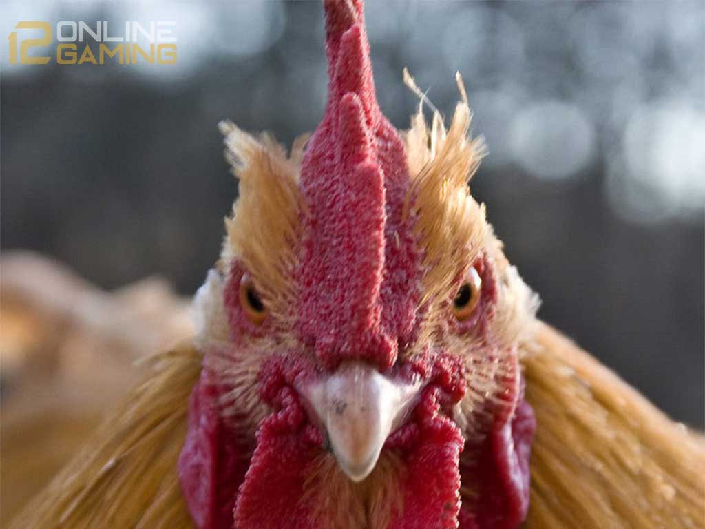 Tips Mengobati Paruh Ayam Aduan Yang Lepas