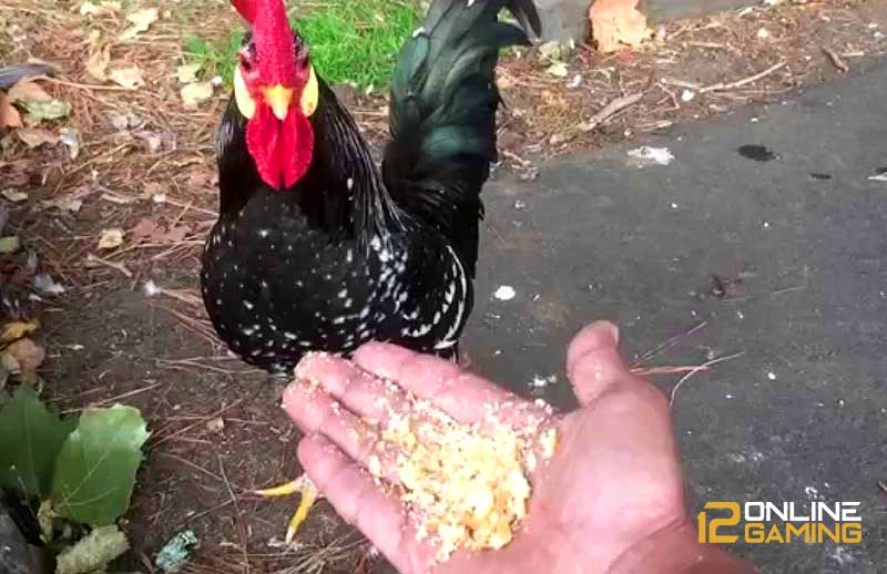 Ayam Aduan Perlu Diberikan Sarapan Pagi