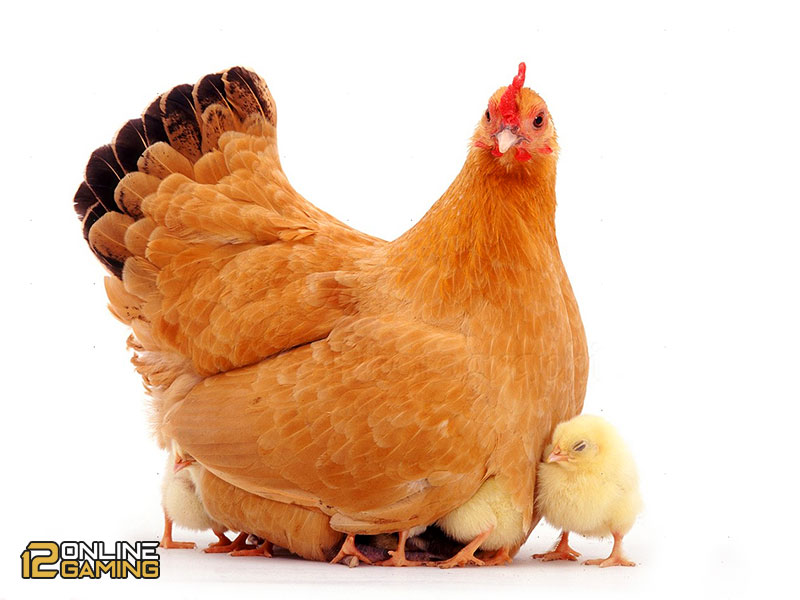 Cara Merawat Ayam Aduan Sejak Dini