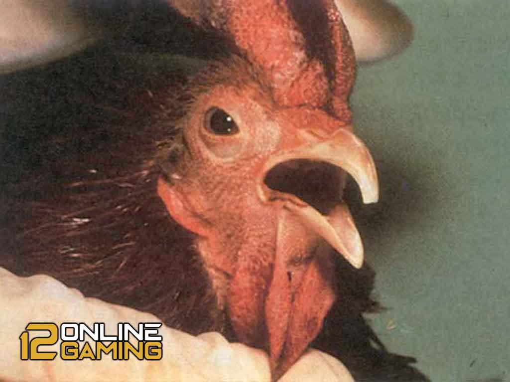 Cara Mengobati Manikan Pada Ayam Aduan