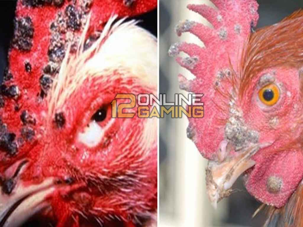 Tips Mencegah Cacar Pada Ayam Aduan