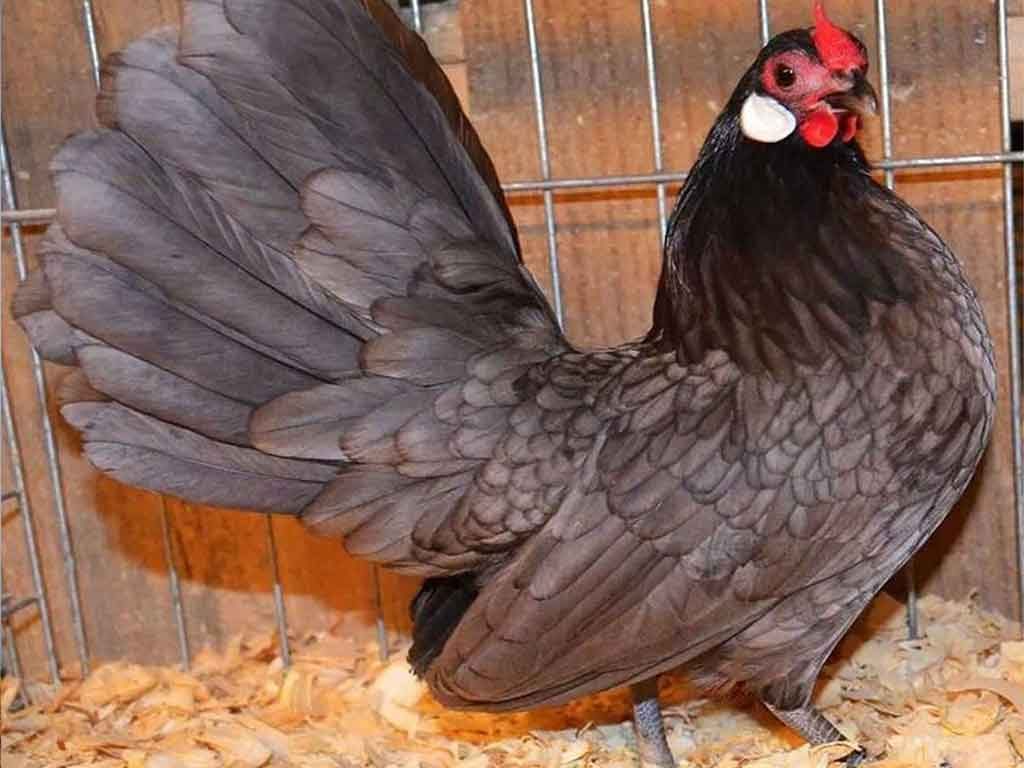 Mengenal Ayam Hias Rosecomb