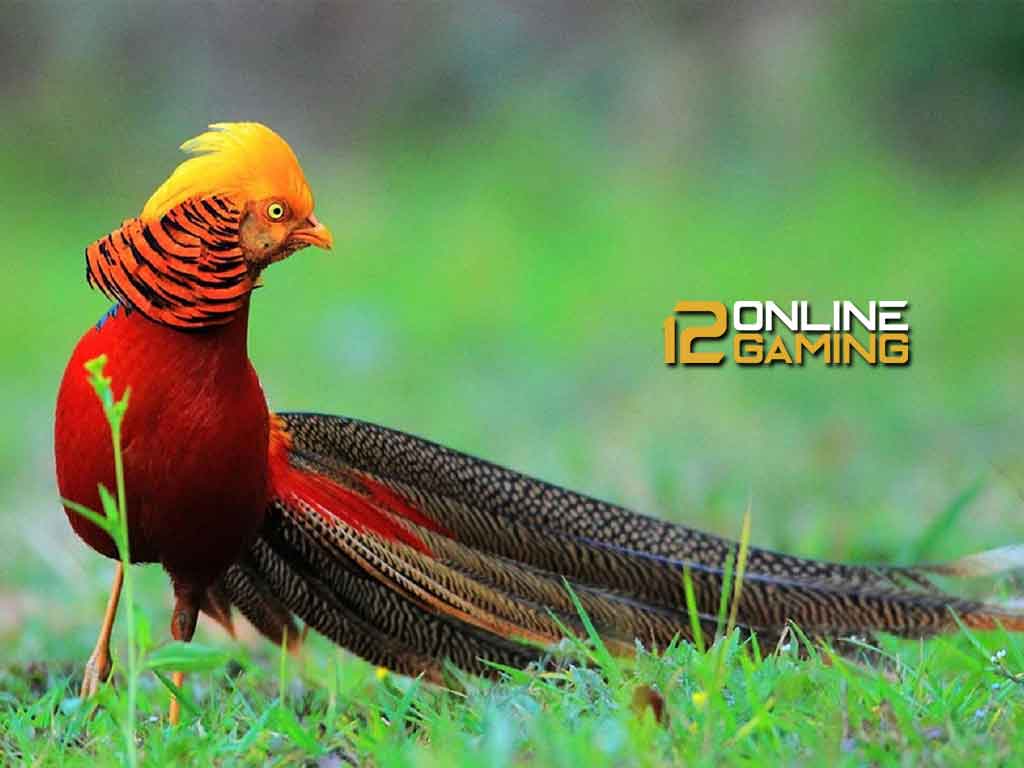 Keunikan Ayam Golden Pheasant