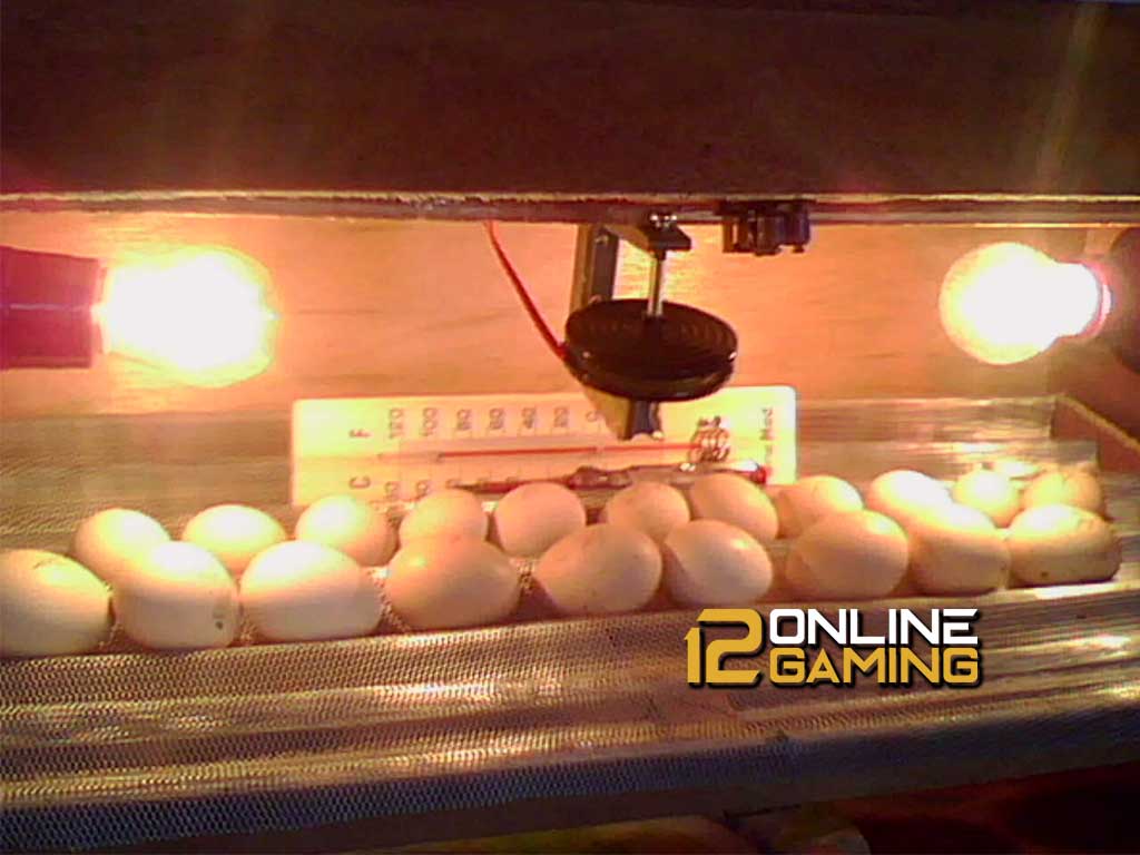 Tips Penetasan Telur Dengan Mesin tetas