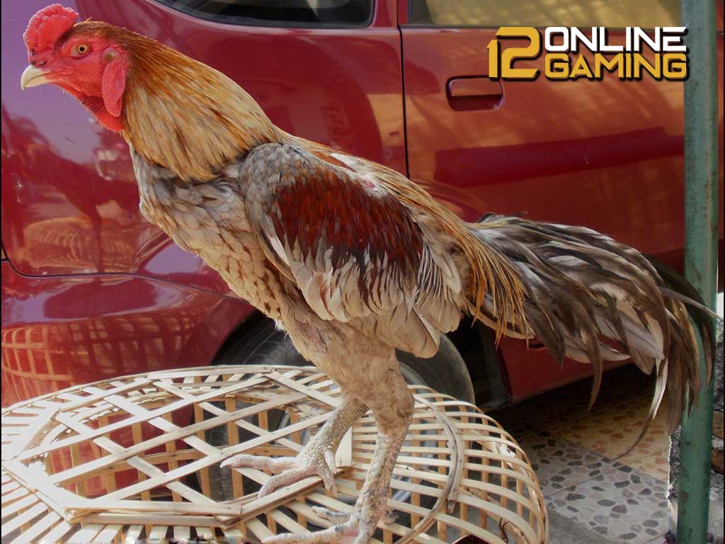 Jenis Ayam Klawu Di Indonesia