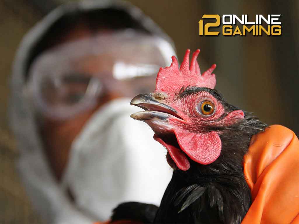 Mengatasi Flu Burung Pada Ayam