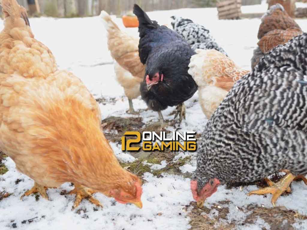 Cara Menjaga Ayam Di Cuaca Dingin