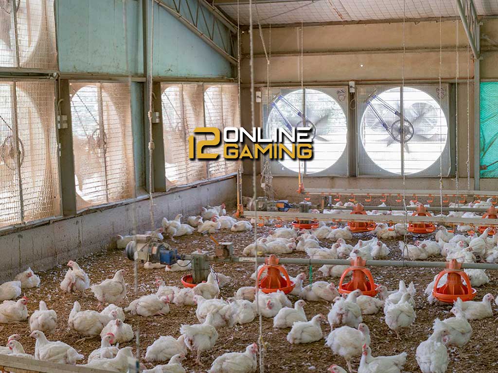 Kesehatan Dan Kesejahteraan Ayam Dalam Industri Komersial