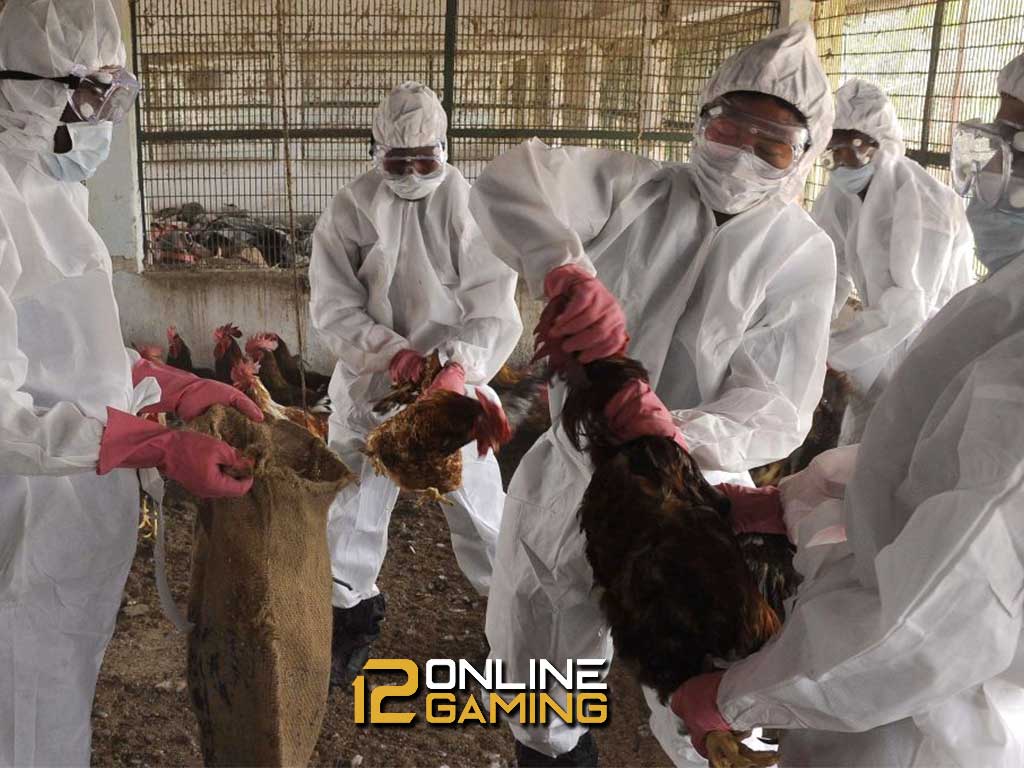 Penjelasan Singkat Mengenai Flu Burung