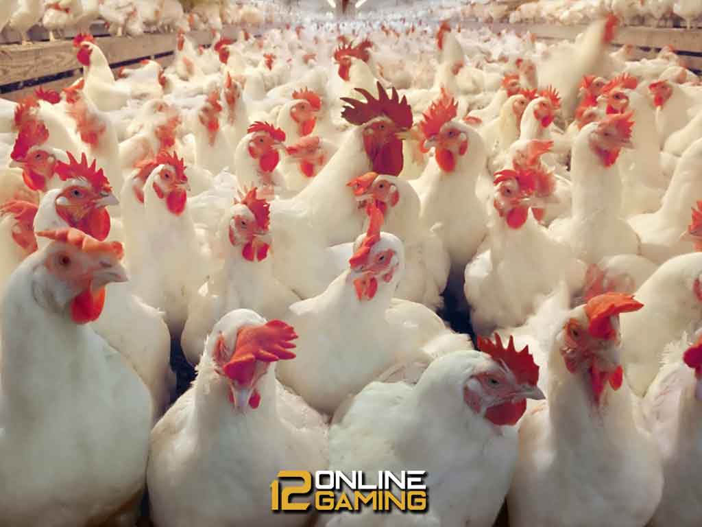 Sistem Ternak Ayam Broiler Terbaik