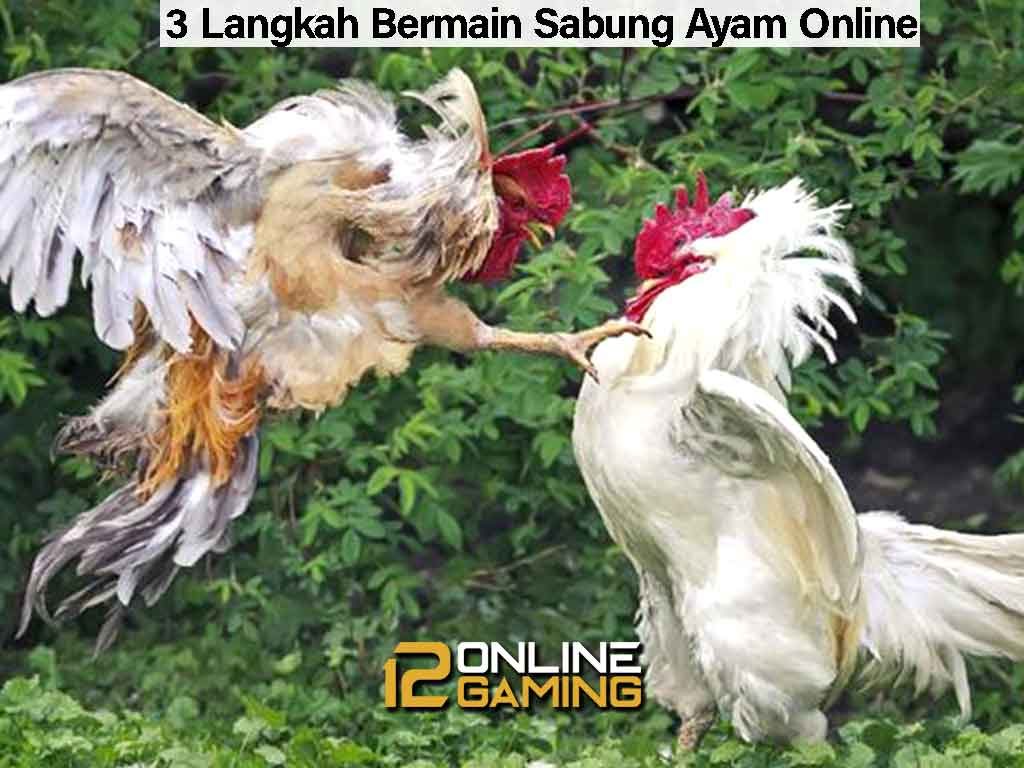 3 Langkah Bermain Sabung Ayam Online