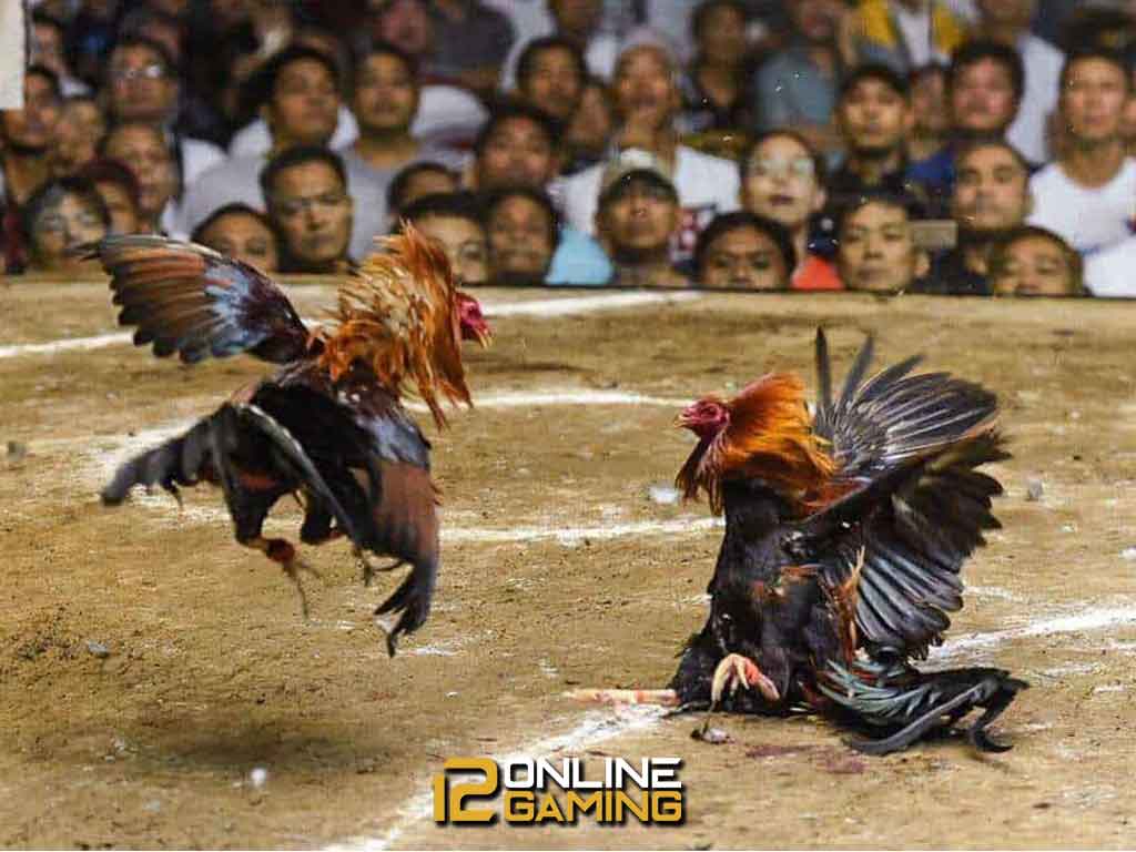 Mengenal Galur Murni Ayam Filipina