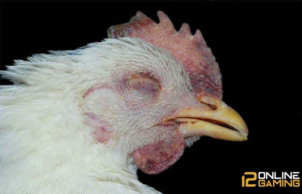 Mengatasi  Ayam Kampung Terserang Penyakit Snot