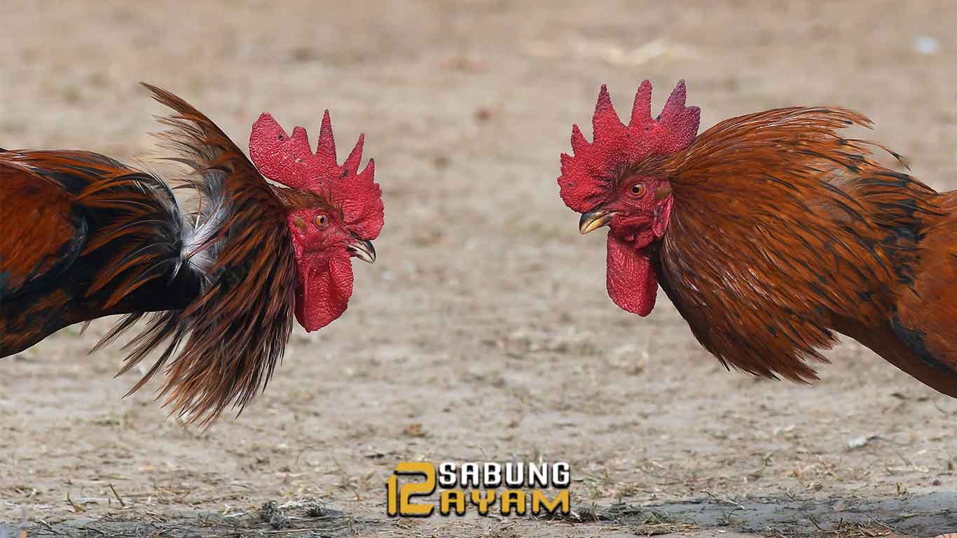 Suplemen Untuk Penambah Tenaga Ayam Aduan