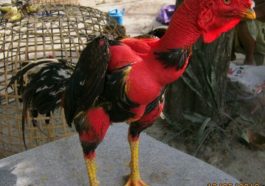 Ayam Aduan Saigon Cantik